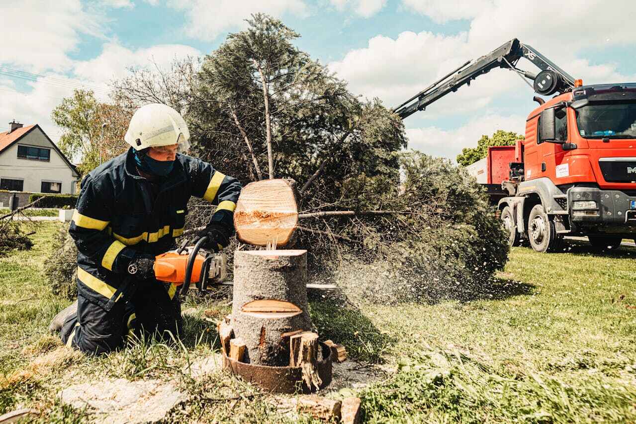 Best Best Tree Removal Services  in Onarga, IL